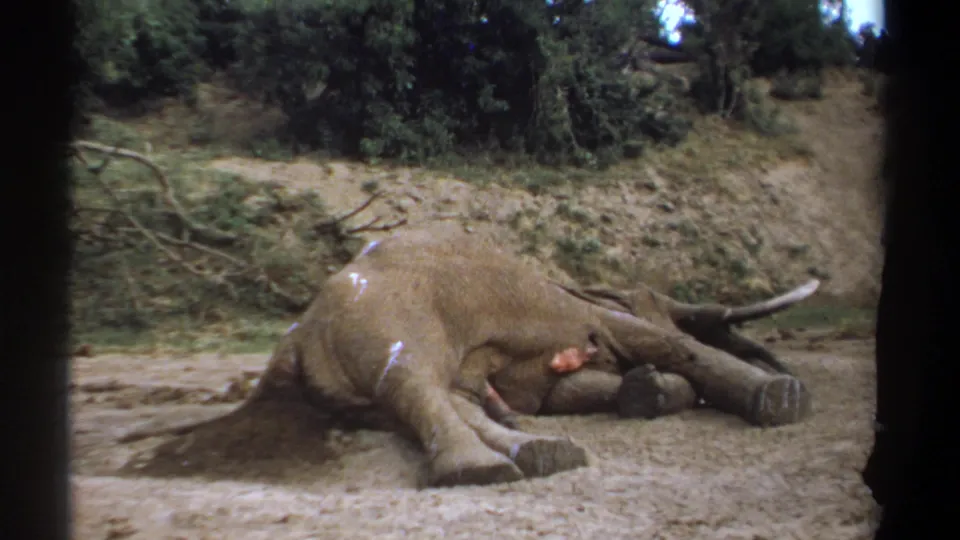1969 Kenya 8mm frame showing the elephant from a slightly lower handheld angle, with brush, earth bank, and a partial adult nearby.