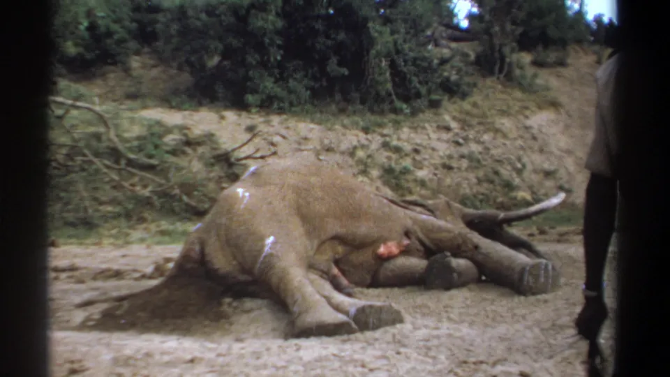 1969 Kenya 8mm frame showing a large elephant lying in a dirt clearing, with a partial adult observer near the right border.