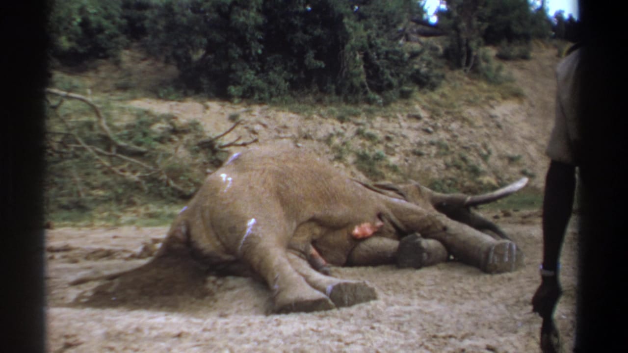 Dead elephant lying on sandy ground with tusks visible and a standing man partly at right.