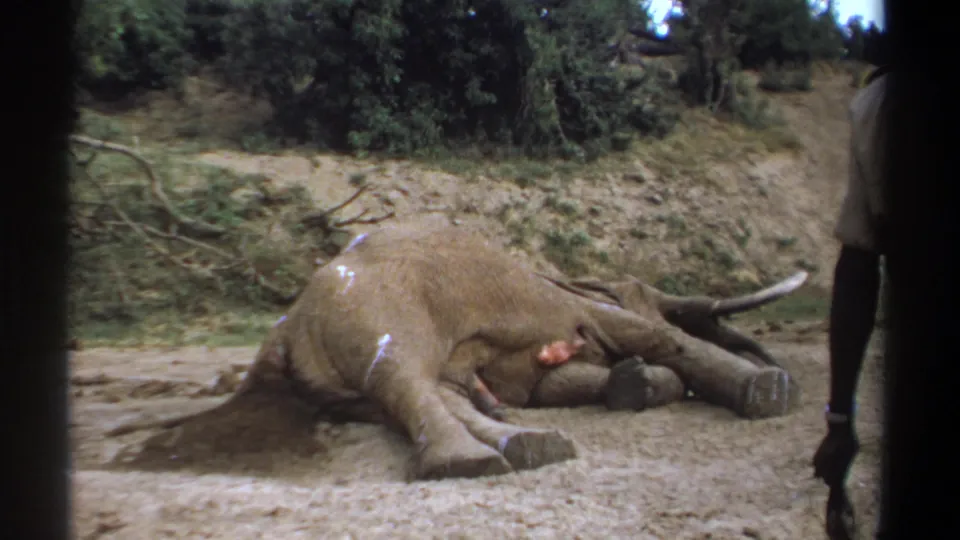 1969 Kenya 8mm frame showing a dead elephant on sandy ground with tusks visible and a uniformed observer partly in frame.