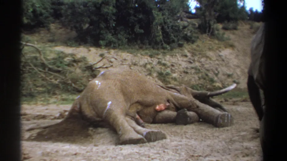 1969 Kenya frame of a motionless elephant with tusks and a side wound, filmed from a low handheld distance.