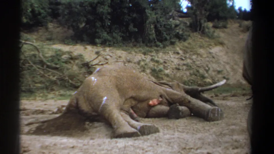 1969 Kenya 8mm view of a dead elephant lying in a sandy clearing, with dry brush and trees in the background.