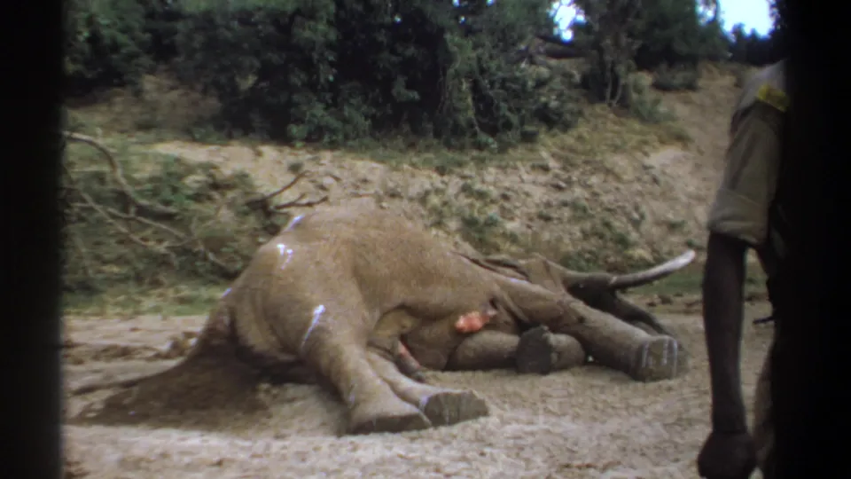 1969 Kenya 8mm frame with a dead elephant in a dry clearing and a uniformed man standing nearby at right.