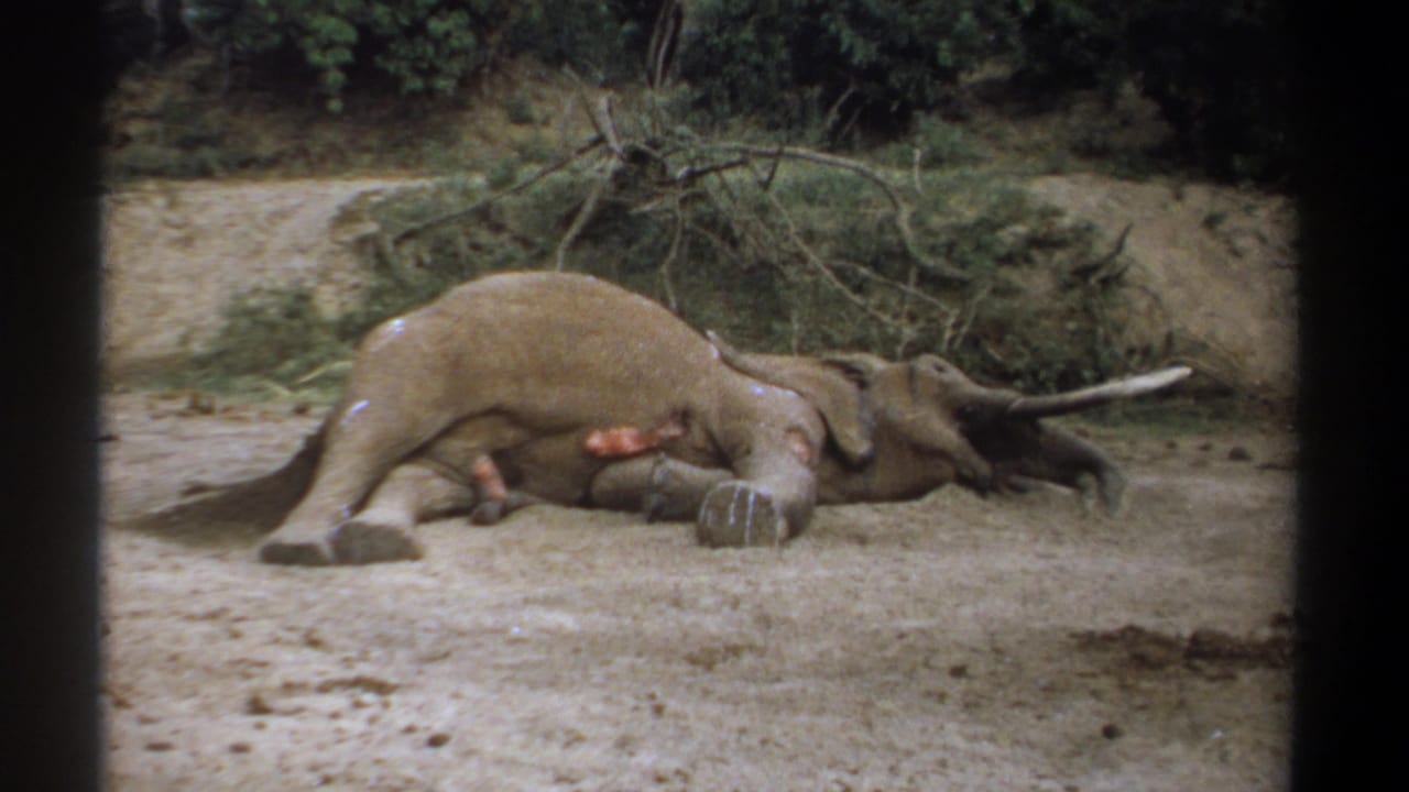 Large injured elephant lying on its side in a dusty clearing behind dark frame bars.
