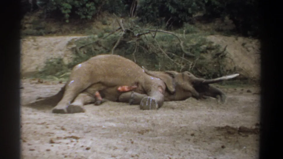 1969 Kenya 8mm frame showing an injured elephant motionless on its side in a dusty wooded clearing, filmed from behind a dark edge.
