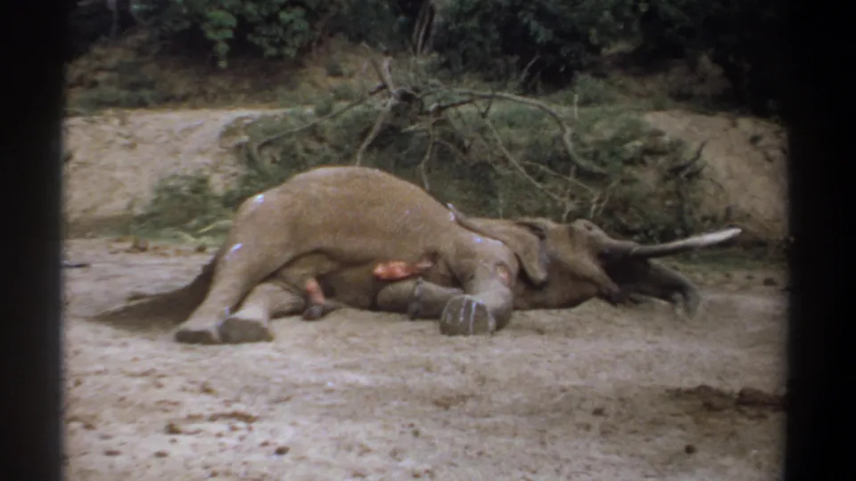1969 Kenya 8mm frame of a wounded elephant lying still on pale dirt, with brush and a dark viewing frame around the scene.