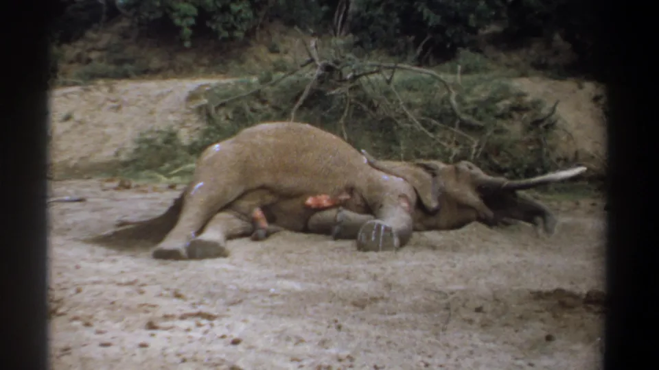 1969 Kenya home-movie frame showing a side view of an injured elephant on dusty ground, with shrubs and branches in the background.