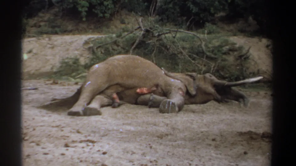 1969 Kenya 8mm frame of a wounded elephant lying in a natural clearing, seen through dark frame bars with vegetation behind it.