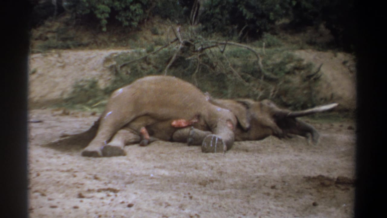 Dead elephant lying on sandy ground near fallen branches and foliage.