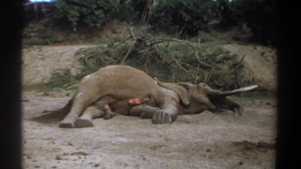 1969 Kenya 8mm frame of a dead elephant lying on its side, with trunk extended toward the right and brush behind it.