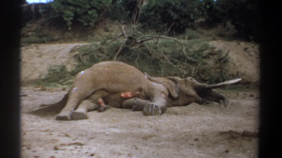1969 Kenya 8mm frame showing a dead African elephant on its side, with a visible wound and brush piled behind it.