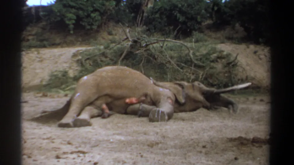1969 Kenya 8mm frame of a dead elephant lying on sandy ground near branches, a dirt bank, and green foliage.