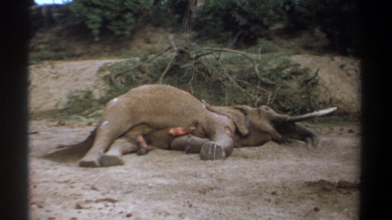 Dead elephant lying beside a dusty road with brush behind it.