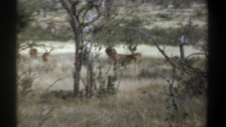 1969 Kenya 8mm frame of distant antelope in pale savanna grass, seen through thin trees and branches.