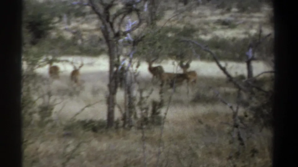 1969 Kenya 8mm frame showing several antelope across dry brushland, with foreground trees softening the view.