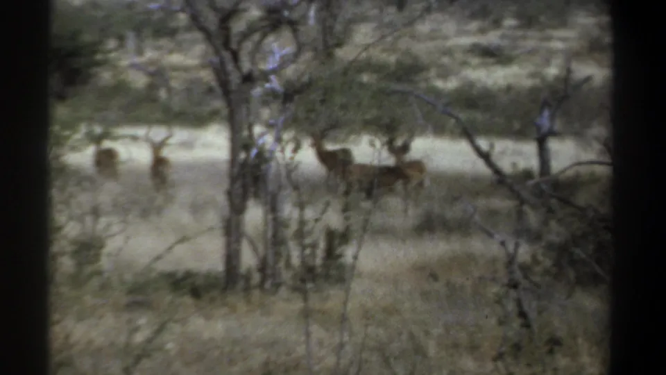 1969 Kenya 8mm frame with antelope standing in dry grassland, partly hidden by branches and dark film edges.