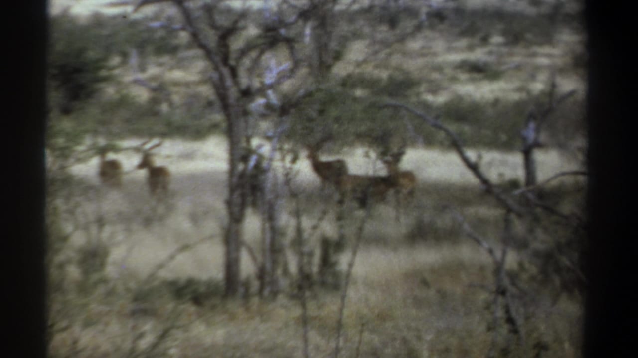 Antelope grazing beyond sparse trees in a dry savanna landscape.