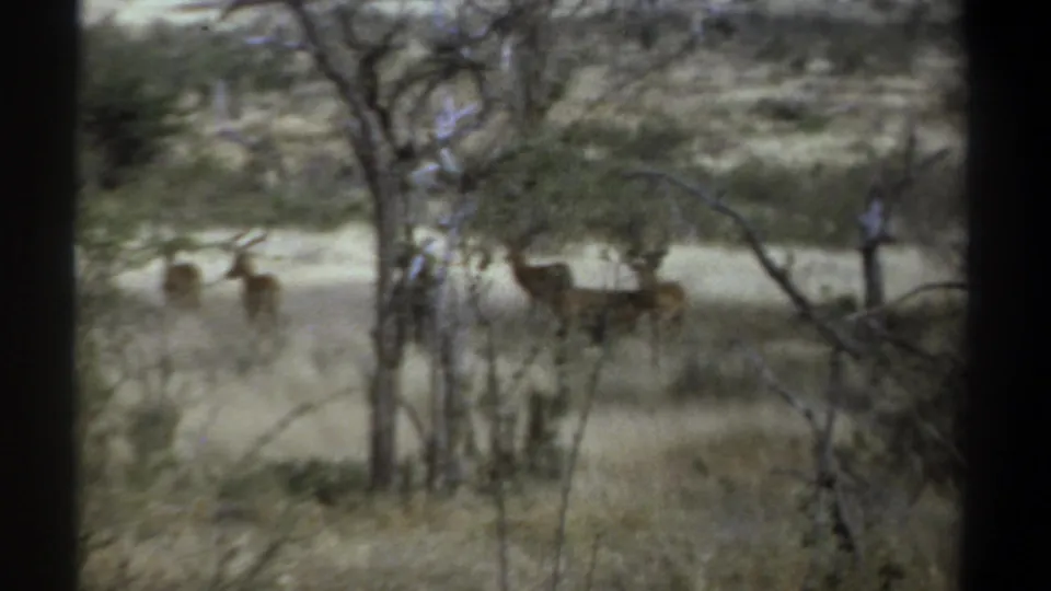 1969 Kenya 8mm frame showing antelope grazing at a distance through dry trees and scrub.