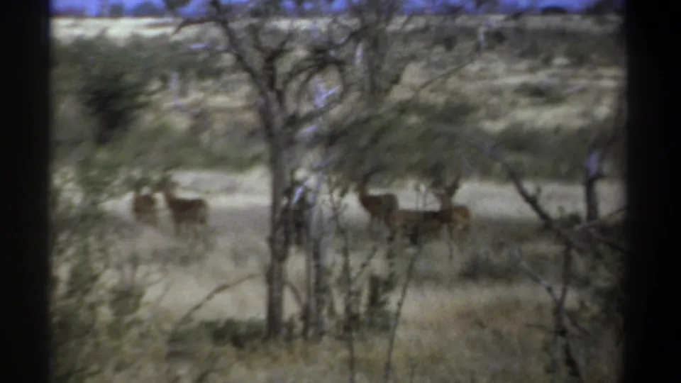 1969 Kenya wildlife frame with antelope visible through brush in a sunlit savanna setting.