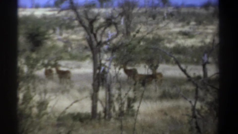 1969 Kenya 8mm frame showing antelope grazing through a soft, handheld view of dry savanna.