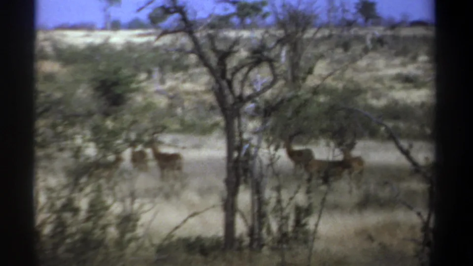 1969 Kenya frame with antelope behind sparse trees, captured on faded handheld 8mm film.