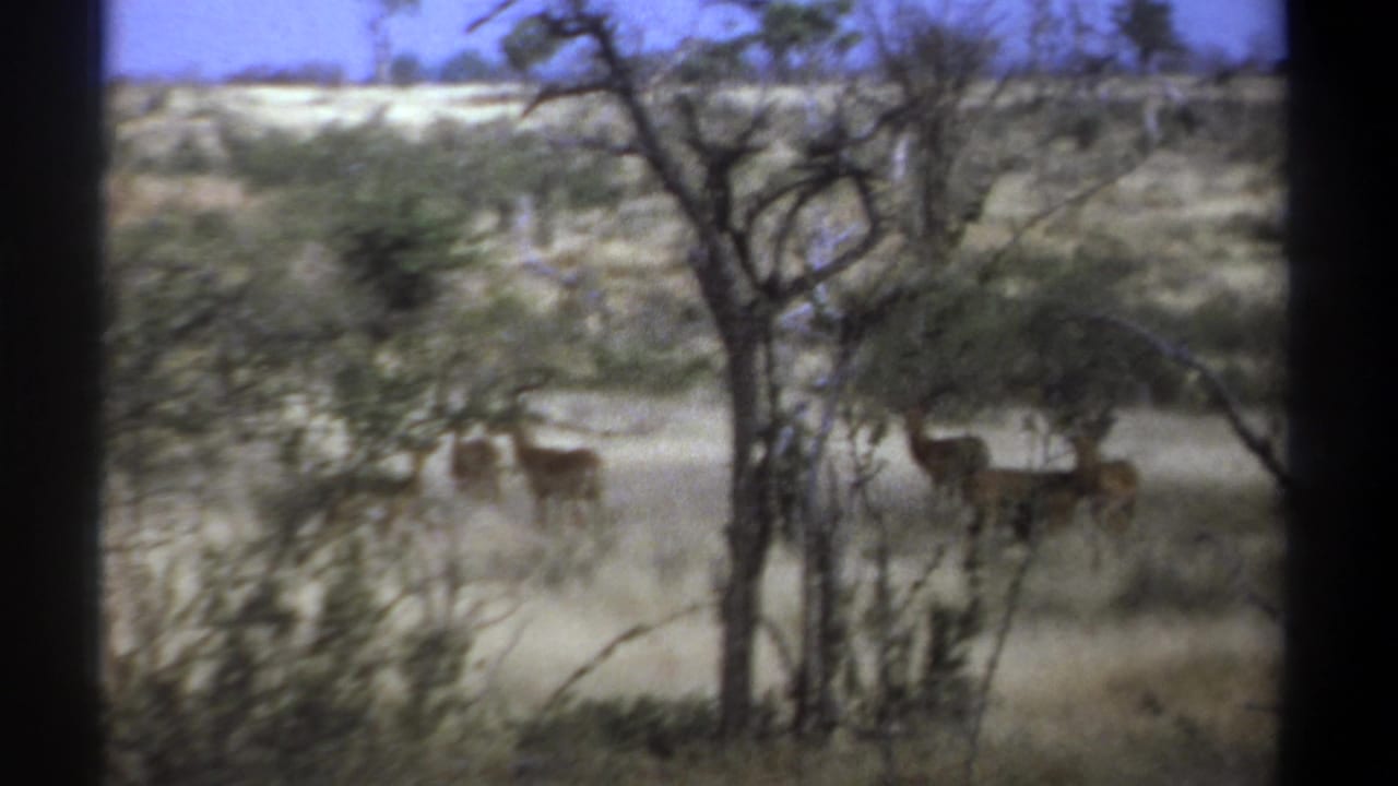 Antelope-like animals standing in dry grass among sparse trees.