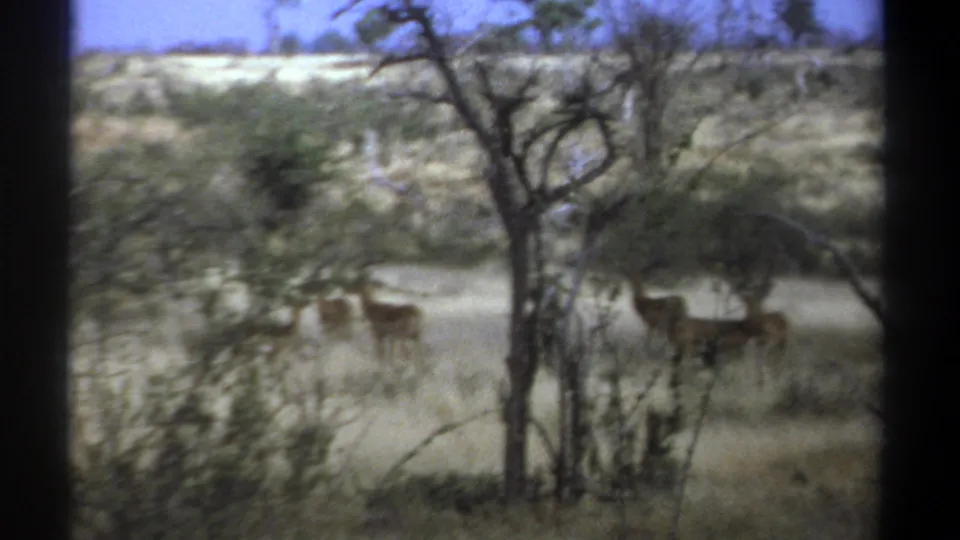 1969 Kenya home-movie frame with antelope-like animals moving through dry grassland behind sparse trees.