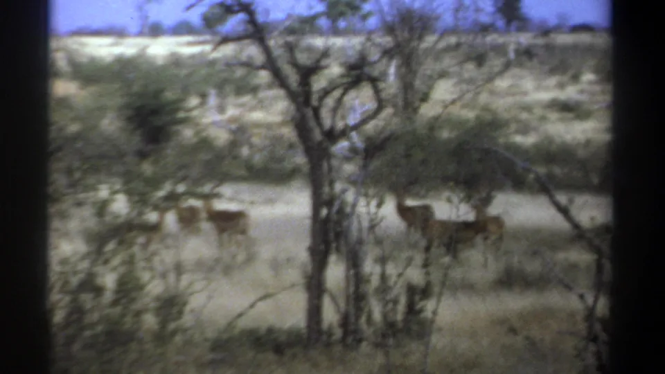 1969 Kenya 8mm frame showing antelope-like wildlife grazing near a tree in sunlit dry savanna.
