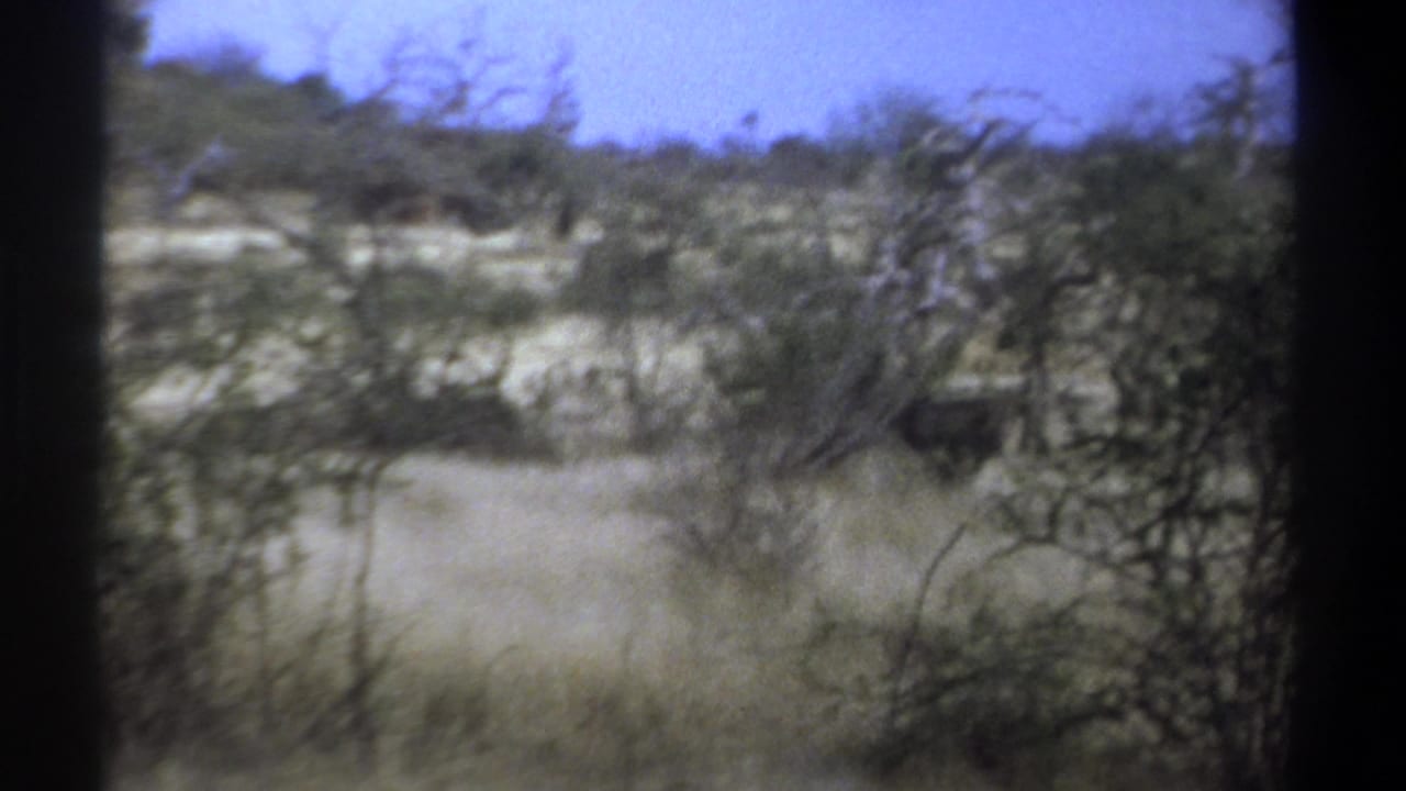 1969 Kenya 8mm frame showing two antelope-like animals moving behind thorny foreground bushes in dry grassland.
