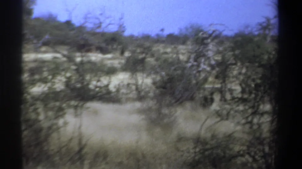 1969 Kenya 8mm frame with an antelope-like animal partly hidden among shrubs and pale grass under a blue sky.
