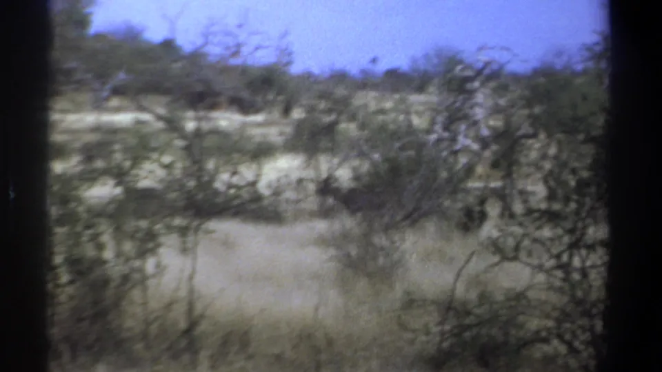 1969 Kenya 8mm frame showing an antelope-like animal crossing behind thorny shrubs in a dry savanna setting.