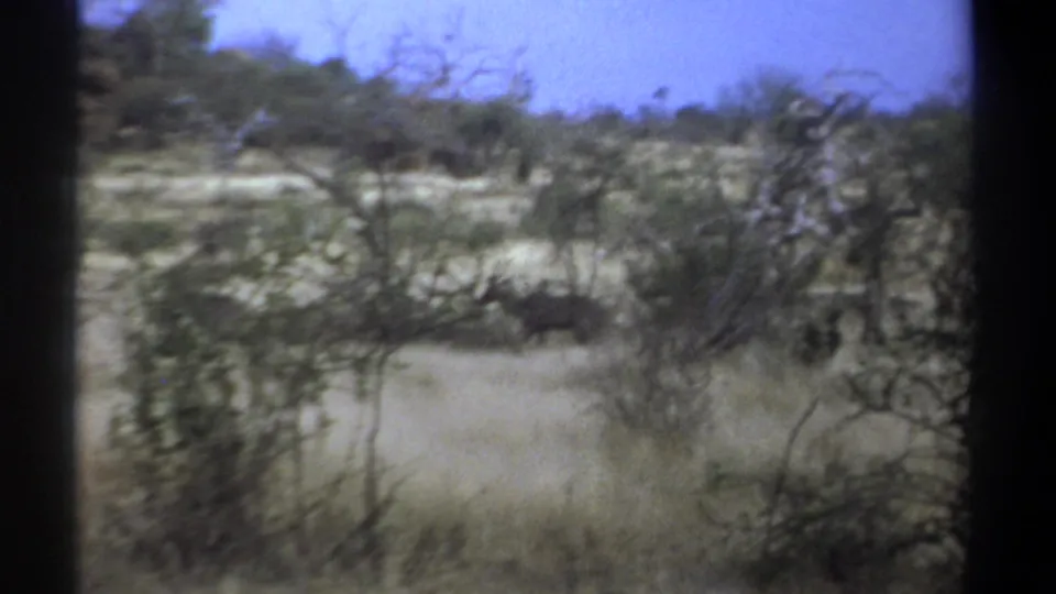 1969 Kenya 8mm frame with a partially obscured antelope-like animal amid thorny bushes and pale savanna grass.