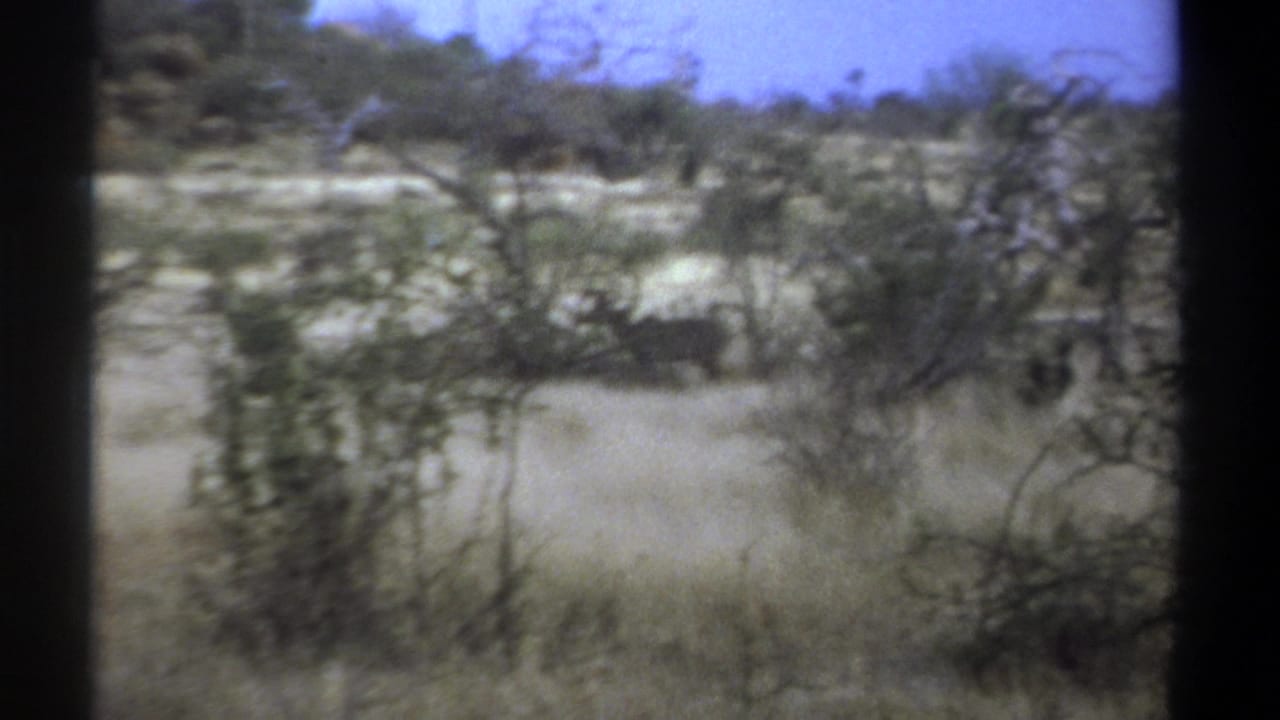 1969 Kenya 8mm frame showing dry grass, sparse trees, and grey animals partly hidden in the brush.