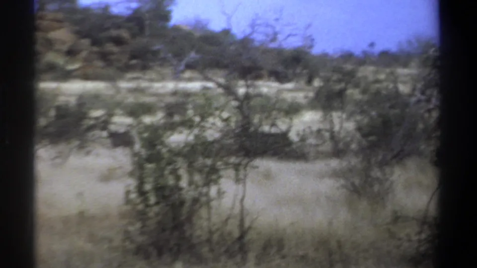 Dry Kenyan savanna scene from 1969 with pale grass, brush, and distant grey animals crossing behind trees.
