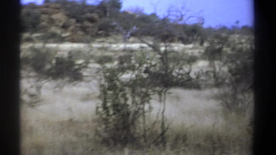 1969 Kenya home-movie frame with dry grass, scrub, bare trees, and a partially hidden grey animal in the field.