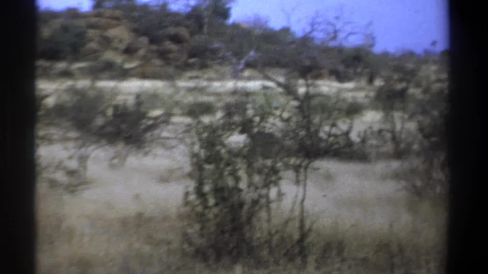 Vintage 8mm Kenya frame showing sparse trees, pale grass, and grey wildlife shapes partly concealed by vegetation.