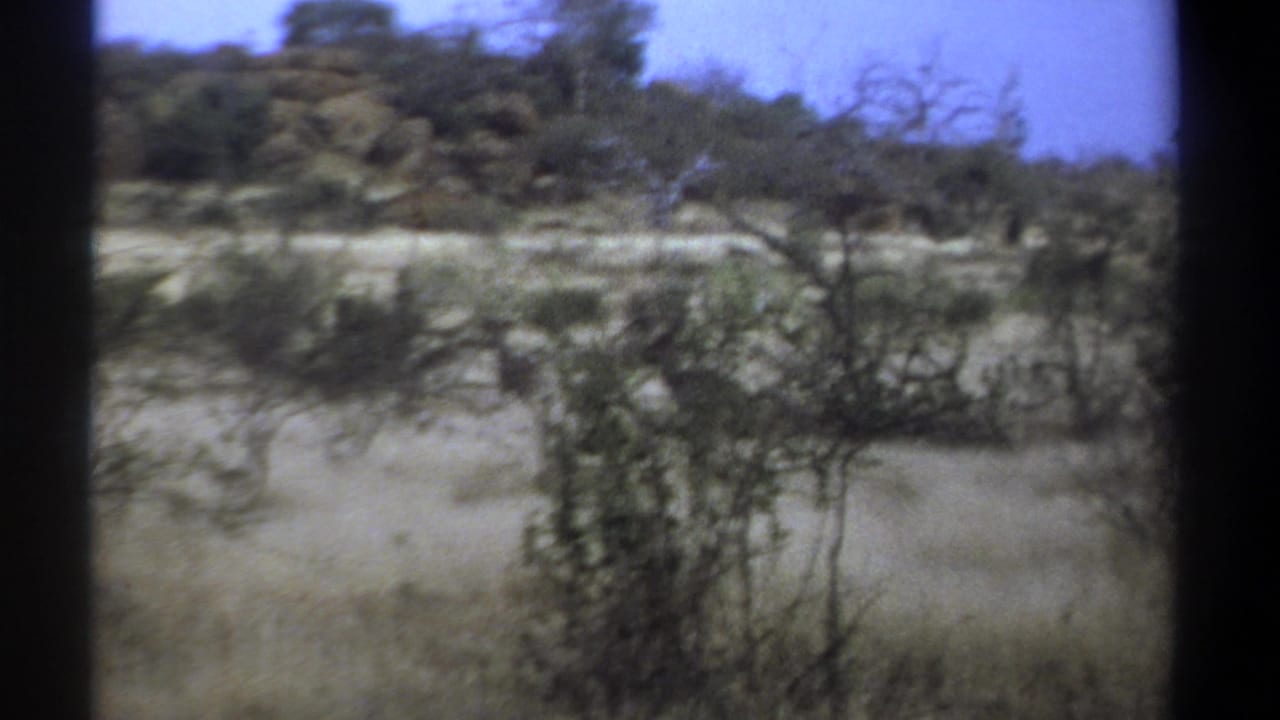 Savanna brush and trees with rocky outcrops, framed by dark 8mm gate edges.