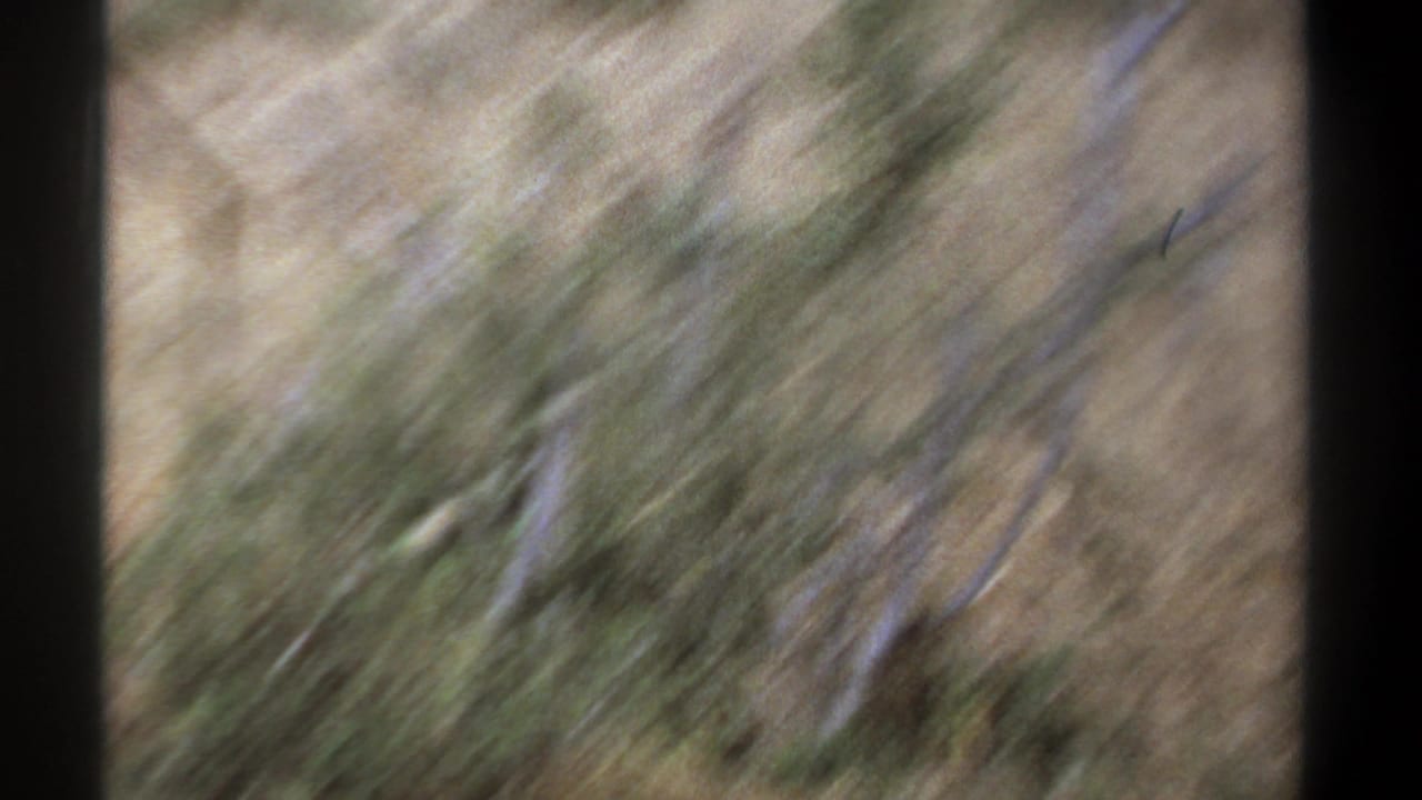 Blurred tan grass and vegetation with dark film-frame borders.