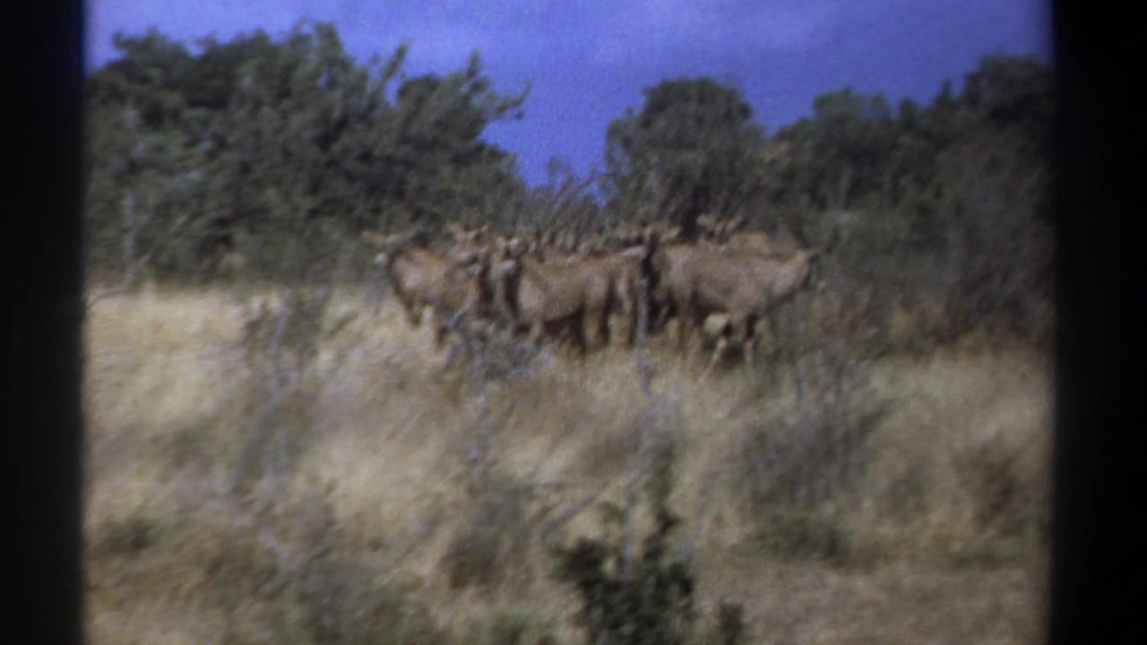 Gnus standing in dry grass near shrubs and trees under blue sky.