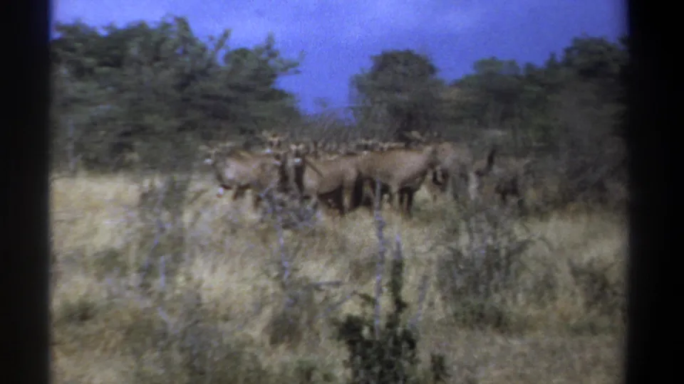 The 1969 Kenya home-movie frame shows gnus clustered in dry savanna grass with darker trees in the background.
