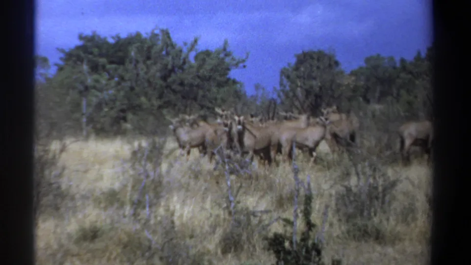 Several gnus stand across a dry Kenyan savanna field, with scattered bushes, trees, and visible 8mm frame edges.