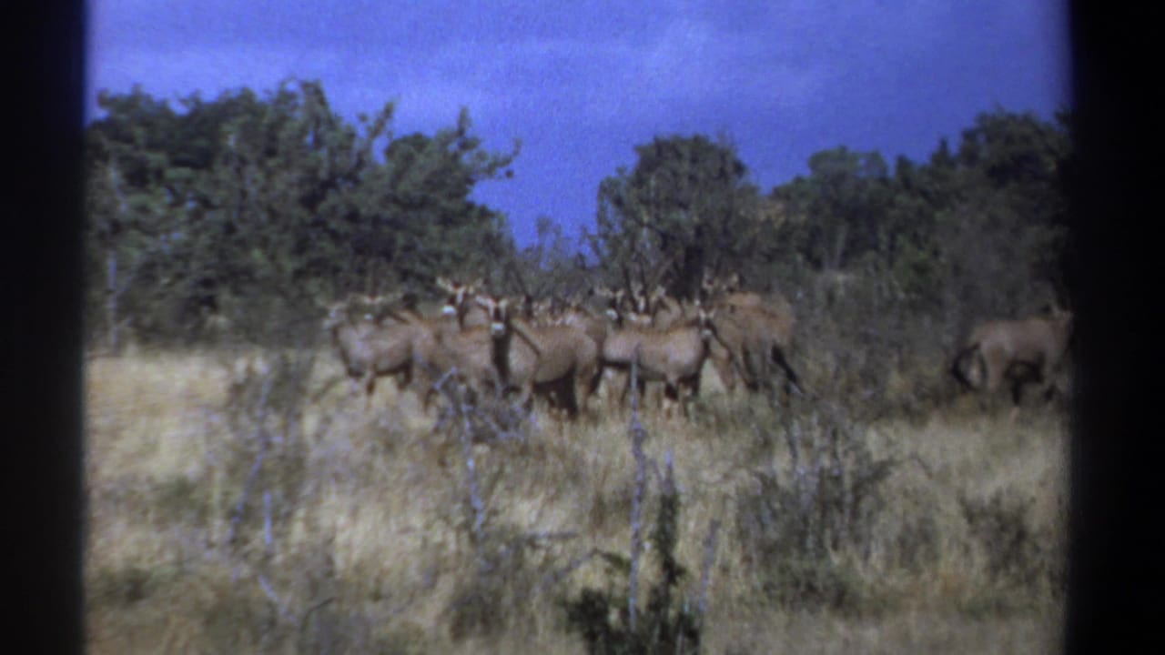Gnus standing in dry grass near green trees under a blue sky.