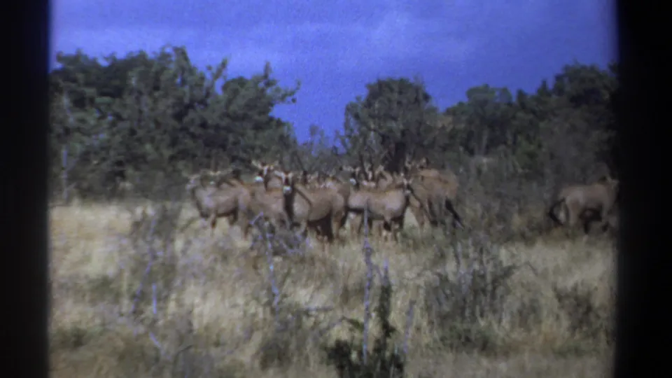 1969 Kenya 8mm frame showing several gnus gathered in dry savanna grass with green trees behind them.