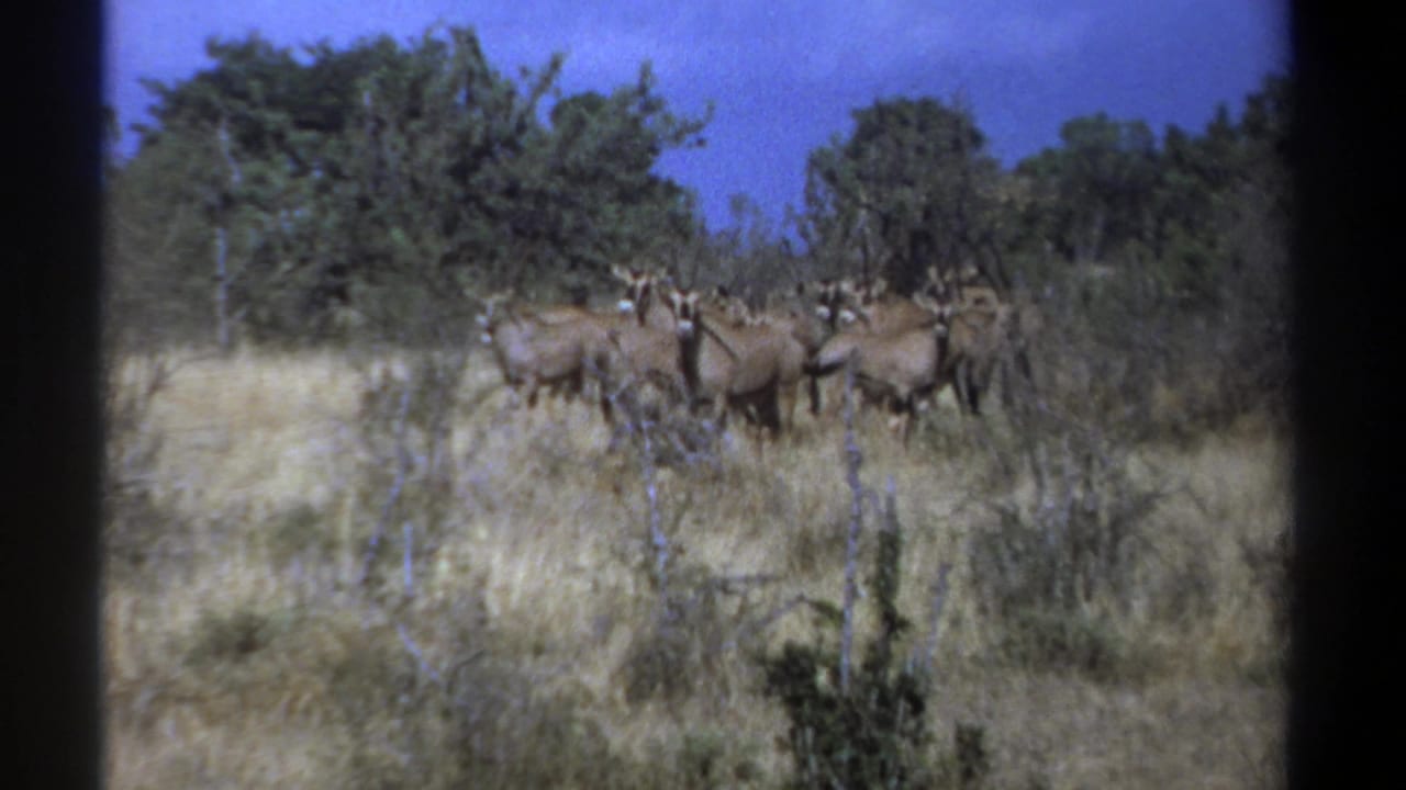 Herd of gnus clustered beside trees in a grassy savanna.