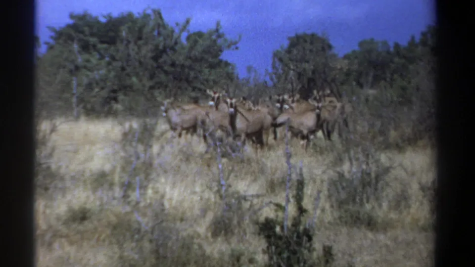 1969 Kenya home-movie frame with gnus clustered near scrub and trees in a dry open field.