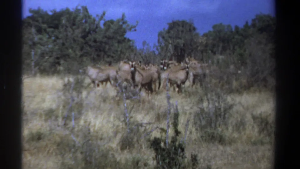 Vintage 8mm Kenya frame showing gnus in tall yellow grass, filmed from a steady distance.
