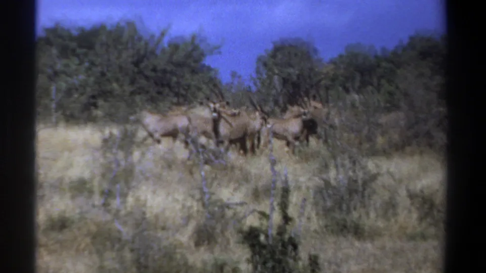 1969 Kenya 8mm frame of gnus standing in a sunlit grassy clearing with trees in the background.