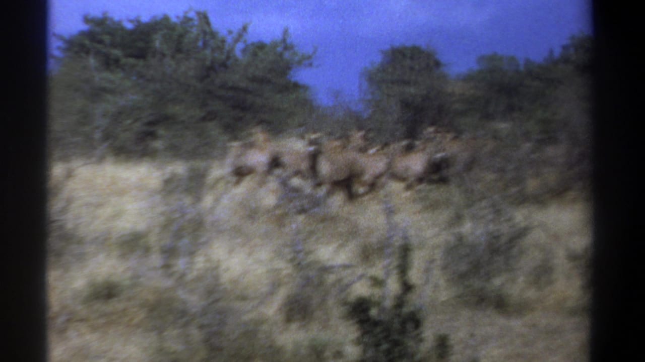 1969 Kenya 8mm frame showing antelope-like animals in dry grassland with shrubs and trees beyond.