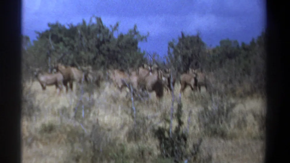 1969 Kenya 8mm frame with a small herd of antelope-like animals standing alert in scrubby grassland.