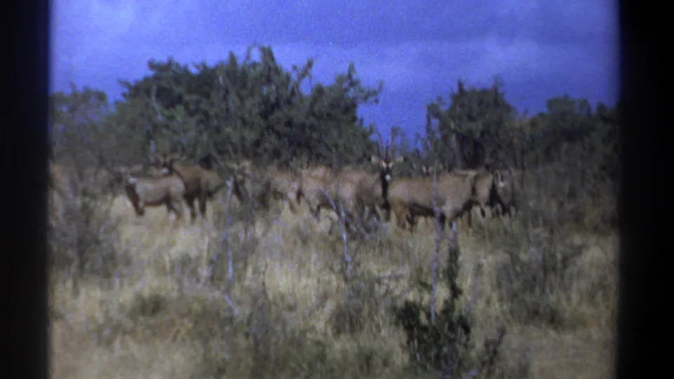1969 Kenya 8mm frame showing antelope-like animals spread across dry grass in front of dense shrubs.
